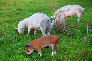 Obraz na płótnie Canvas sows with piglets grazing fresh grass