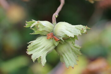 Hazelnut | Noisette