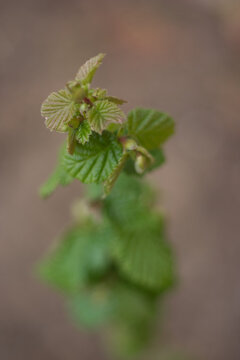 Hazelnut | Noisette