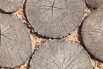 tree stumps background Trees cut section Wood texture of cute tree trunk