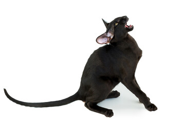 Black purebred oriental cat little kitten isolated on white background