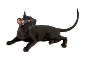 Black purebred oriental cat little kitten isolated on white background