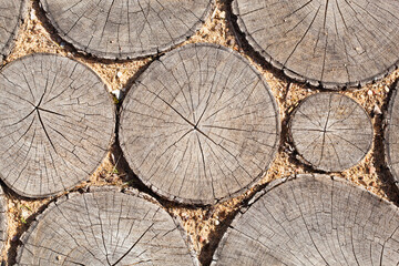 tree stumps background Trees cut section Wood texture of cute tree trunk