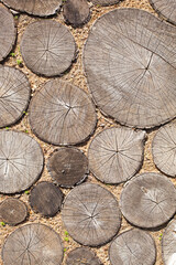 tree stumps background Trees cut section Wood texture of cute tree trunk
