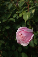 Light Pink Flower of Rose 'Verschuren' in Full Bloom
