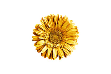 One golden gerbera flower white background isolated closeup, gold metal petals gerber flower, shiny...