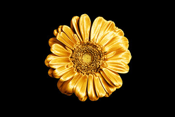 One golden gerbera flower black background isolated closeup, gold metal petals gerber flower, shiny...