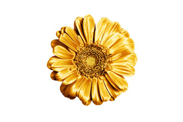 One golden gerbera flower white background isolated closeup, gold metal petals gerber flower, shiny...