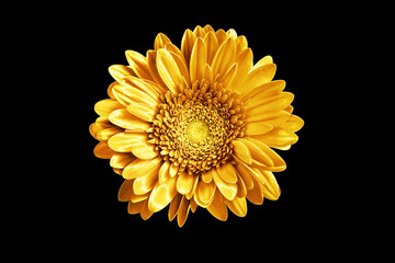 One golden gerbera flower black background isolated closeup, gold metal petals gerber flower, shiny yellow metallic leaves daisy, single decorative chamomile, floral vintage decoration, design element