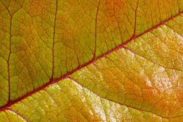 Autumnal leaf macro texture, natural background