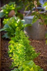 Salade verte dans un jardin potager.
