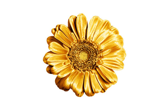 One golden gerbera flower white background isolated closeup, gold metal petals gerber flower, shiny yellow metallic leaves daisy, single decorative chamomile, floral vintage decoration, design element