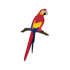 Vector illustration of a macaw on a white isolated background.