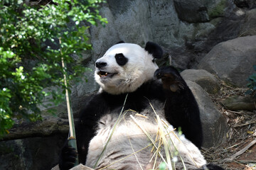 Giant panda eating on the ground