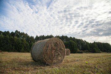 hay bales in the field