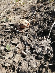 beetle on the ground