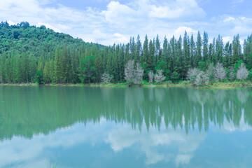 Obraz premium beautiful view of green pine forest and lake with trees and cloudy blue sky reflection, landscape of old mine Liwong in Chana, Songkhla, Thailand 