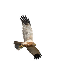 western marsh harrier (Circus aeruginosus) bird of prey in flight, white background