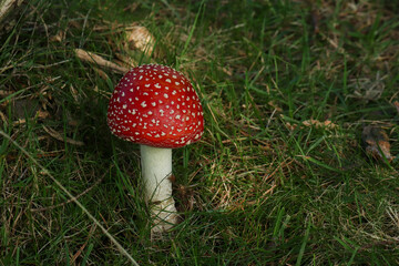 Fly-Agaric mushroom