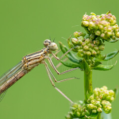 white-legged damselfly (Platycnemis pennipes) detail on a flower bud bunch