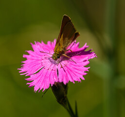 small skipper (Thymelicus sylvestris) butterfly on maiden pink (dianthus) flower
