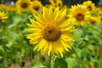 山梨県山中湖村にある花の都公園のひまわり畑