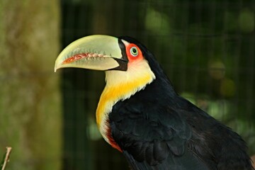 Red breasted Toucan / Ramphastos dicolorus /. The length of 42-48 cm belongs to the smallest representatives of the genus. The beak is about 10 cm long. Iguazú National Park.Brazil.