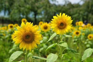 山梨県山中湖村にある花の都公園のひまわり畑