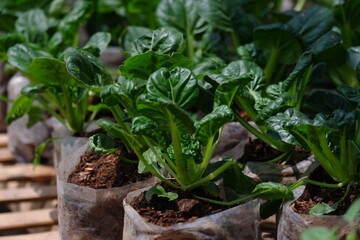 Sawi Pagoda / Ta Ke Chai / Tatsoi. This Mustard Pagoda comes from China. Has an oval leaf shape, a very striking dark green color, and the stems and leaves are crisp and resistant to cold temperatures
