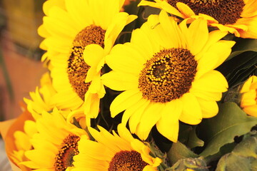 Sunflowers are bright colors of autumn. Close-up bouquet. Red, yellow, bright color concept. Beautiful bouquet of flowers. Present. Blank for design