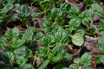 Sawi Pagoda / Ta Ke Chai / Tatsoi. This Mustard Pagoda comes from China. Has an oval leaf shape, a very striking dark green color, and the stems and leaves are crisp and resistant to cold temperatures