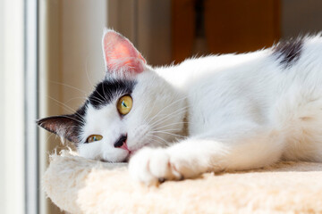 White and black cat close up