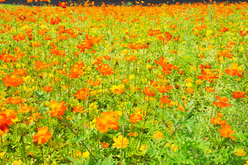 山梨県山中湖村にある花の都公園の花畑