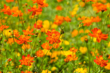 山梨県山中湖村にある花の都公園の花畑