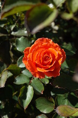 Orange blend Flower of Rose 'Vive les Vacances!' in Full Bloom
