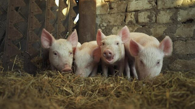 Little pink pigs dig in the straw. Piglets in a pigsty on a farm. The piglets are looking for food. Pig breeding business. Livestock raising. Pig cubs in the barn. Cage