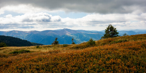 Obraz premium mountain landscape in autumn. dry colorful grass on the hills. ridge behind the distant valley. view from the top of a hill. clouds on the sky. synevir national park, ukraine