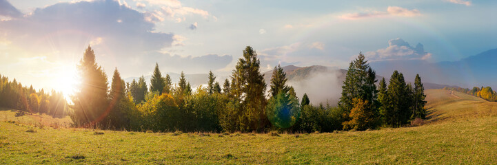 foggy autumn landscape panorama at sunset. spruce trees on the meadow in evening light. mountain...