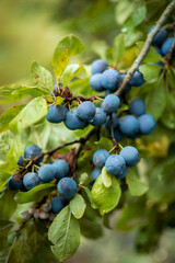 Photo of a branch with blue plums.