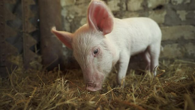 The little pink pig is digging in the straw. A pig in a pigsty on a farm. The piglet is looking for food. Pig breeding business. Livestock raising. Pig cub in the barn.
