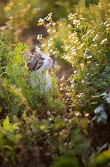 Photo of a cat in the grass.