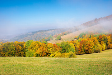 misty morning autumn scenery. mountain landscape with trees in colorful foliage on the grassy meadow