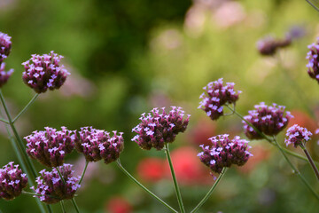 Lila Blumenfeld, Botanischer Garten in Gütersloh