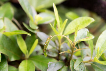 Caterpillar was spotted among leaves