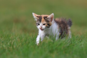 cute colorful kitten in the grass. 