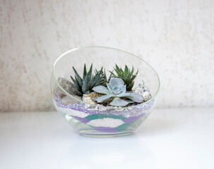 Composition of succulents on a substrate of colored sand.
