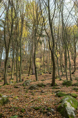 Seasonal autumn landscape and countryside view - forest with castle