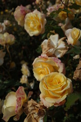 Light Cream Flower of Rose 'Waon' in Full Bloom
