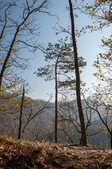 Seasonal autumn landscape and countryside view - forest with castle