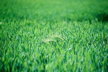 green grass background
